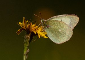 Myrgulvinge Klæbu - 2803