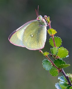 Myrgulvinge Oppdal - 0478