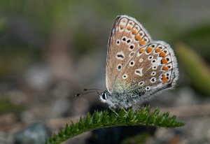 Tiriltungeblåvinge Lierne - 5057