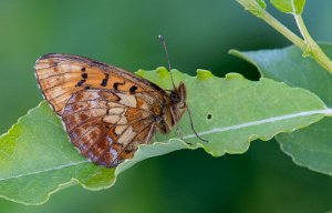 Tors perlemorvinge Lierne - 6316