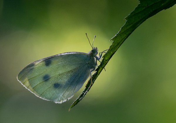 Liten kålsommerfugl