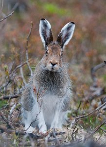 Hare Varanger, Finnmark-3051