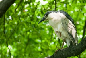 Natthegre-Black-crowned Night-Heron Central Park, New York-7525