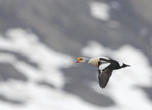 Praktærfugl hann Adventdeltaet, Svalbard 4110