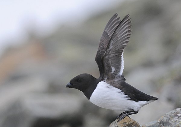 Fugler i Norge
